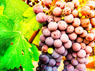 A bunch of red grapes hanging from the vine with fresh green leaves, symbolizing the natural harvest and beauty of the organic vineyard.