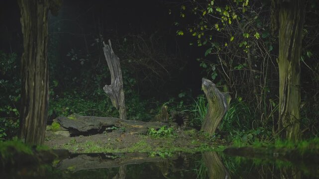 A European polecat crosses a dark forest patch with faint green light giving shape to moss and soil