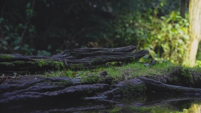 Small bank vole explores the forest creek edge with filtered light touching moss and rough soil patches