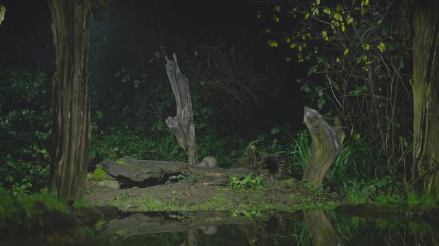 A European polecat steps through dim woodland as muted green light highlights branches along the trail