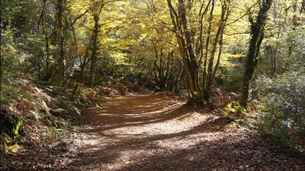 Fototapeta premium narrow. Narrow forest path with autumn leaves and dappled sunlight. representing seasonal cycles and harvest abundance, travel magazines, designed for travel destination branding.