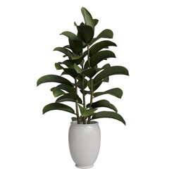 A tall, glossy rubber plant with lush, dark green leaves stands in a smooth, white ceramic pot on a...