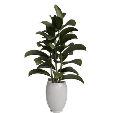 A tall, glossy rubber plant with lush, dark green leaves stands in a smooth, white ceramic pot on a transparent background