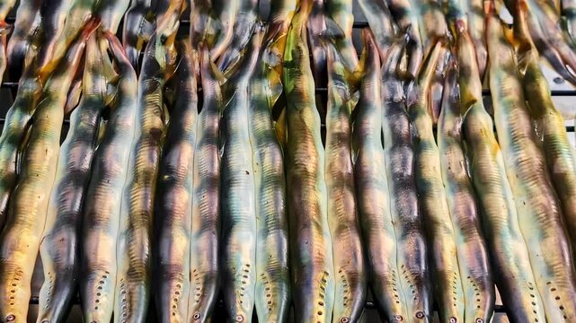 Arctic lampreys being grilled unique jawless fish Baltic country traditional food