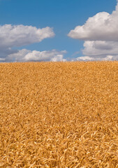 Weizenfels mit Himmel