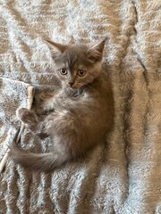 cat on the snow © Natalia