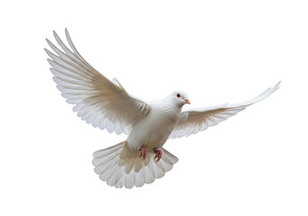 Fototapeta premium A beautiful white dove with wings spread wide in flight isolated on transparent background