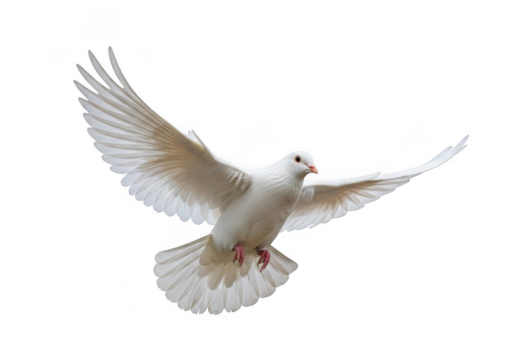 A beautiful white dove with wings spread wide in flight isolated on transparent background