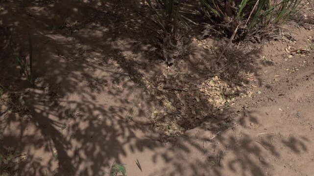 A frog moving through a palm grove in the shade of the trees.