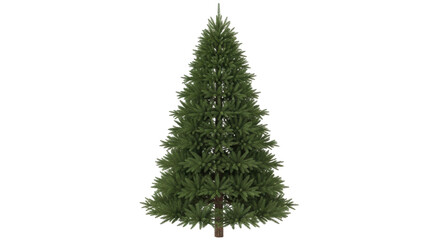 Isolated evergreen fir tree for Christmas decoration, natural and realistic look, symbol, tree