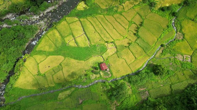 Elevated top‑view aerial showcasing divided rice fields with green plots and a lone hut, bordered by trees and waterways, near the scenic Quinawan Beach in Mariveles, Bataan, Philippines.