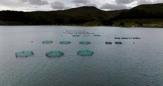 Rainbow trout fish farm with circular net pens on Lake Titicaca near Copacabana, Bolivia. Aerial forward