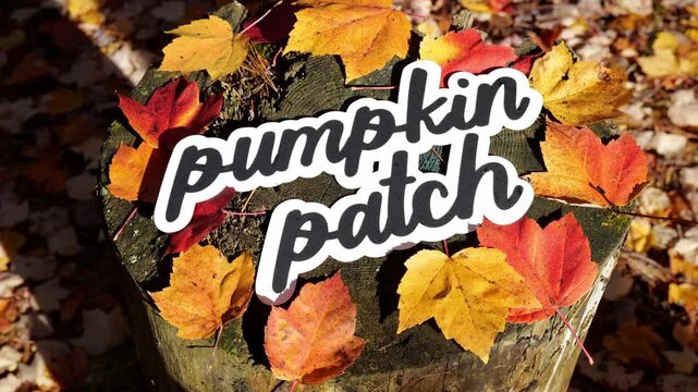 Person sets the words Pumpkin Patch on a Tree Stump with Colorful Yellow, Orange, and Red Fall Leaves 4K Video Stock Footage