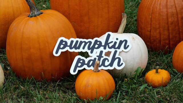 Person sets the wording Pumpkin Patch on a Pile of Pumpkins at a Pumpkin Patch 4K Video Stock Footage