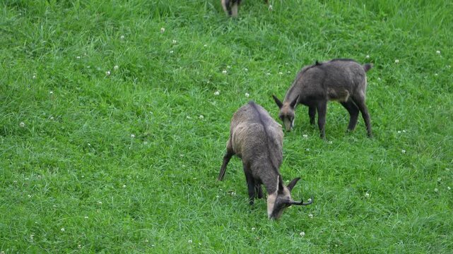 Two young chamois grazing on a green alpine field in Switzerland, showing calm wildlife behavior in natural mountain scenery.