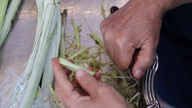 Traditional Hand-Cleaning Method for Cardoon &ndash; Cardoon Culinary Guide: How to Cook With Cardoons, Celery-Like Stalks, Cynara cardunculus Preparation
