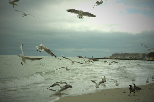 seagulls on the beach