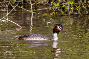 Great Crested Grebe, Podiceps cristatus has caught a fish.