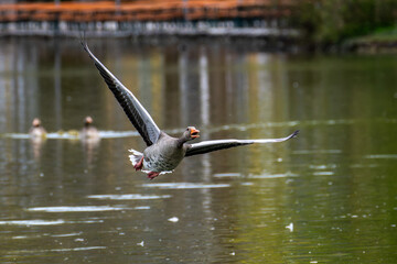 The flying greylag goose, Anser anser is a species of large goose