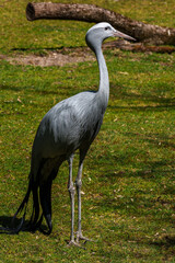Naklejka premium The Blue Crane, Grus paradisea, is an endangered bird