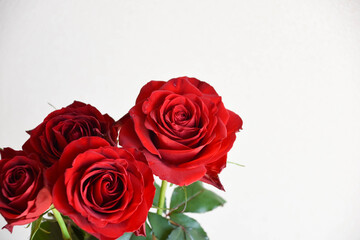 Fototapeta premium 赤い薔薇