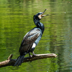 The great cormorant, Phalacrocorax carbo sitting on a branch