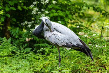 Naklejka premium Demoiselle Crane, Anthropoides virgo are living in the bright green meadow during the day time