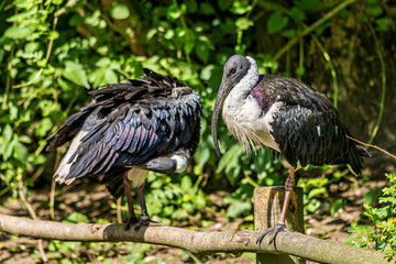 The Straw-necked Ibis, Threskiornis spinicollis is a bird of the ibis family