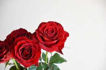 Fototapeta premium 赤い薔薇