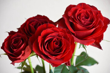 Obraz premium 赤いばら