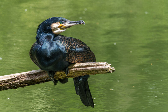The great cormorant, Phalacrocorax carbo sitting on a branch