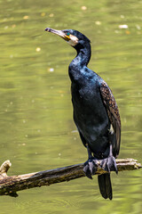 The great cormorant, Phalacrocorax carbo sitting on a branch