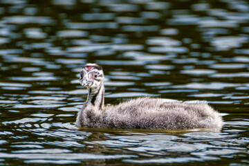 Fototapeta premium Beautiful fluffy Great Crested Grebe Baby, Podiceps cristatus with beautiful orange colors, a water bird with red eyes.