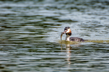 Great Crested Grebe, Podiceps cristatus has caught a fish.