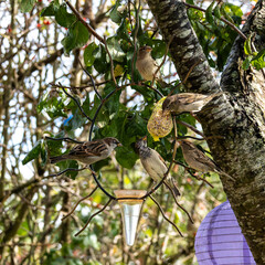 House sparrow bird, Passer domesticus perched on bird feeder containing birdseed.