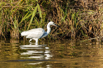 Little egret, Egretta garzetta in the Ornithological park of Pont de Gau in Camargue, France