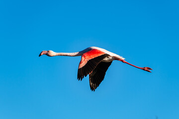 Flying Greater Flamingo, Phoenicopterus roseus in the Ornithological park of Pont de Gau in Camargue, France