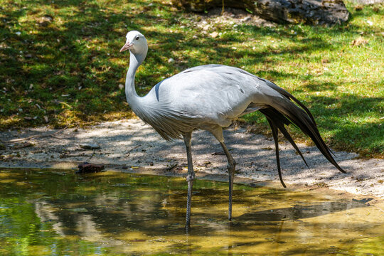 The Blue Crane, Grus paradisea, is an endangered bird