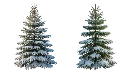 Snow-covered Christmas trees isolated on transparent background