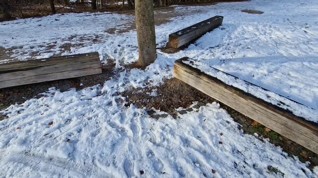 three benches for the tabur stars from a single piece of oak beam. The snow covered around the tree forms a protection