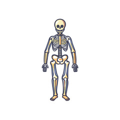 Skeleton Full Body Vector Color Icon Illustration