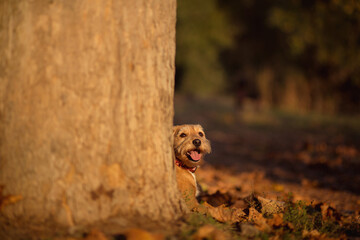 small brown dog hiding behind a tree trunk in a park in autumn at sunset