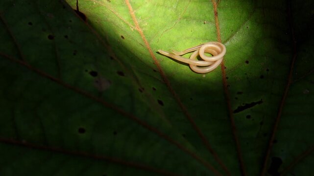 This macro footage features the feline roundworm Toxocara cati, a parasitic nematode, crawling on a green leaf under natural daylight in a moist monsoon forest of Himachal Pradesh, India.