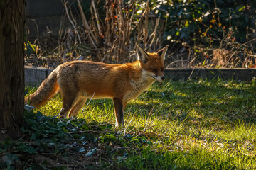 Fuchs steht auf dem Friedhof im Gras