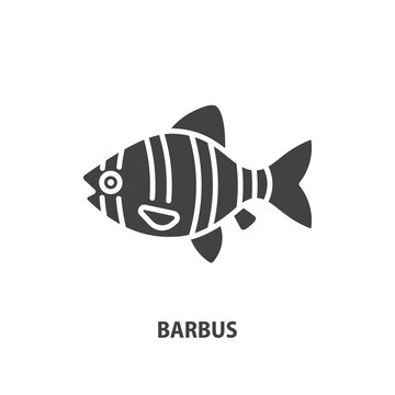 Sumatran barb fish glyph icon. Tiger barbus vector sign.