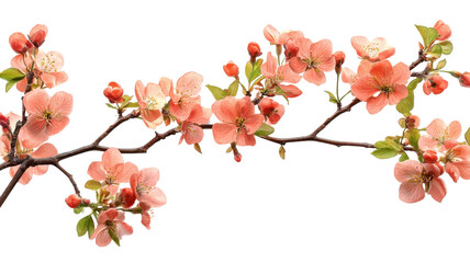 Cherry blossom branch featuring delicate pink flowers in full bloom during springtime.