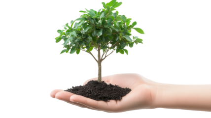 Hands holding a small tree with soil, symbolizing growth and environmental care in a nurturing setting.