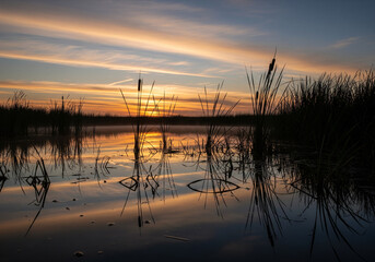Serene Sunset Reflections Captivating Waterscape with Silhouetted Reeds and a Vibrant Sky, Nature's Tranquil Display at Dusk over Peaceful Wetlands