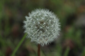Obraz premium Delicate Dandelion Seed Head Against Soft Green Background