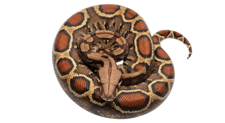 Isolated Blood Python curled up in a coil ready to strike, reptile wildlife portrait studio shot